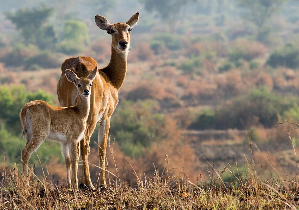 African Antelopes Found in Uganda