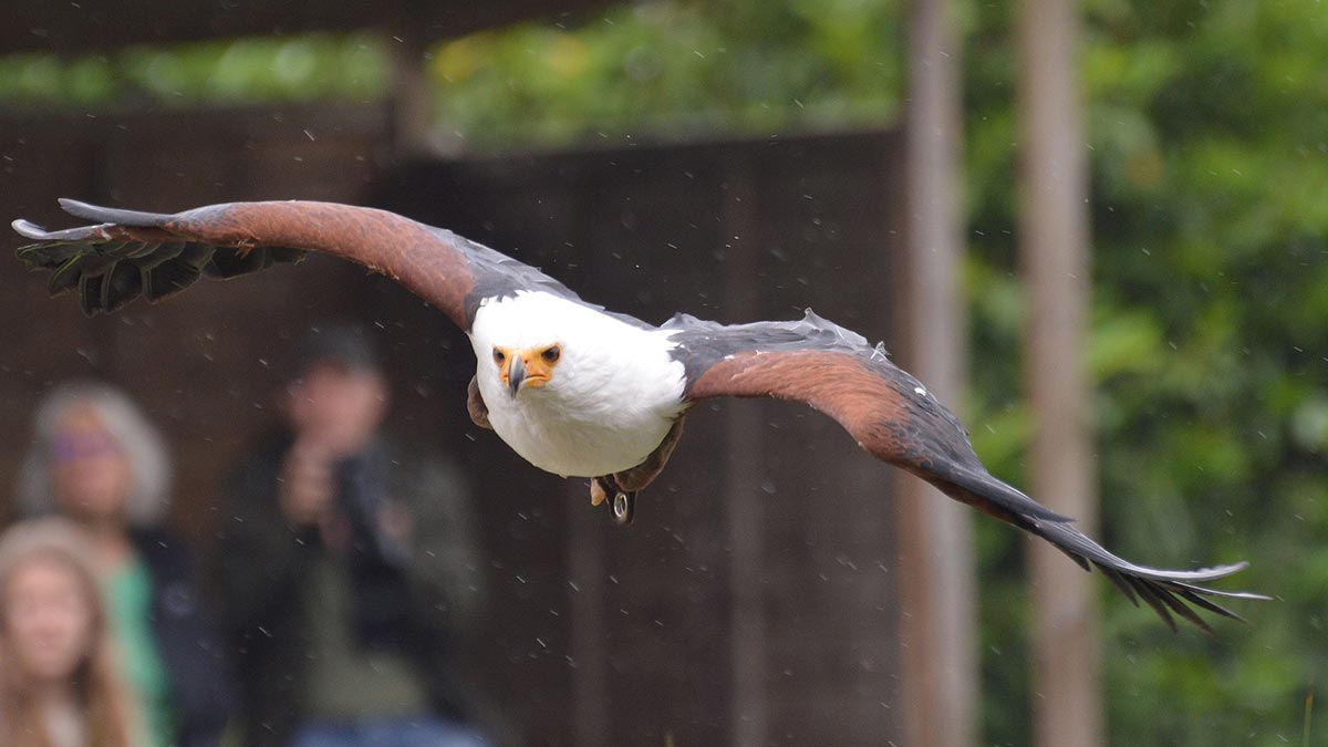 Birds of Prey Found in East Africa