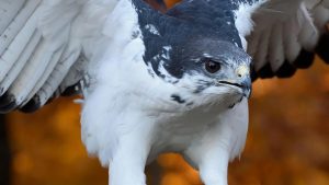 Augur Buzzard - Birds of Prey Found in East Africa