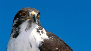 Augur Buzzard - Birds of Prey Found in East Africa