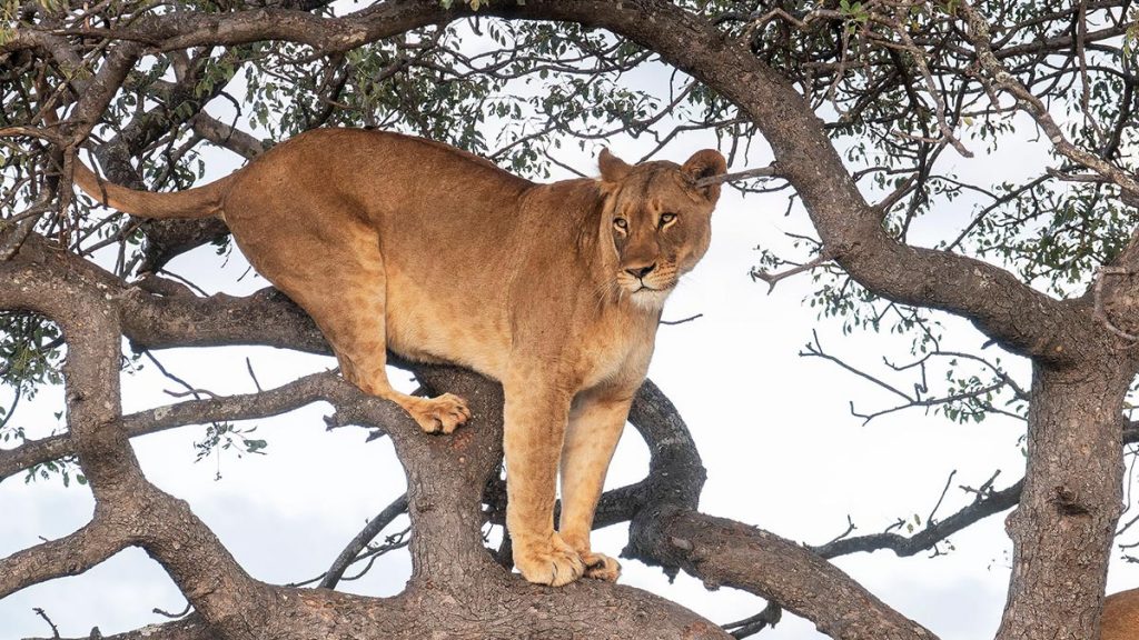 Kidepo Valley National Park