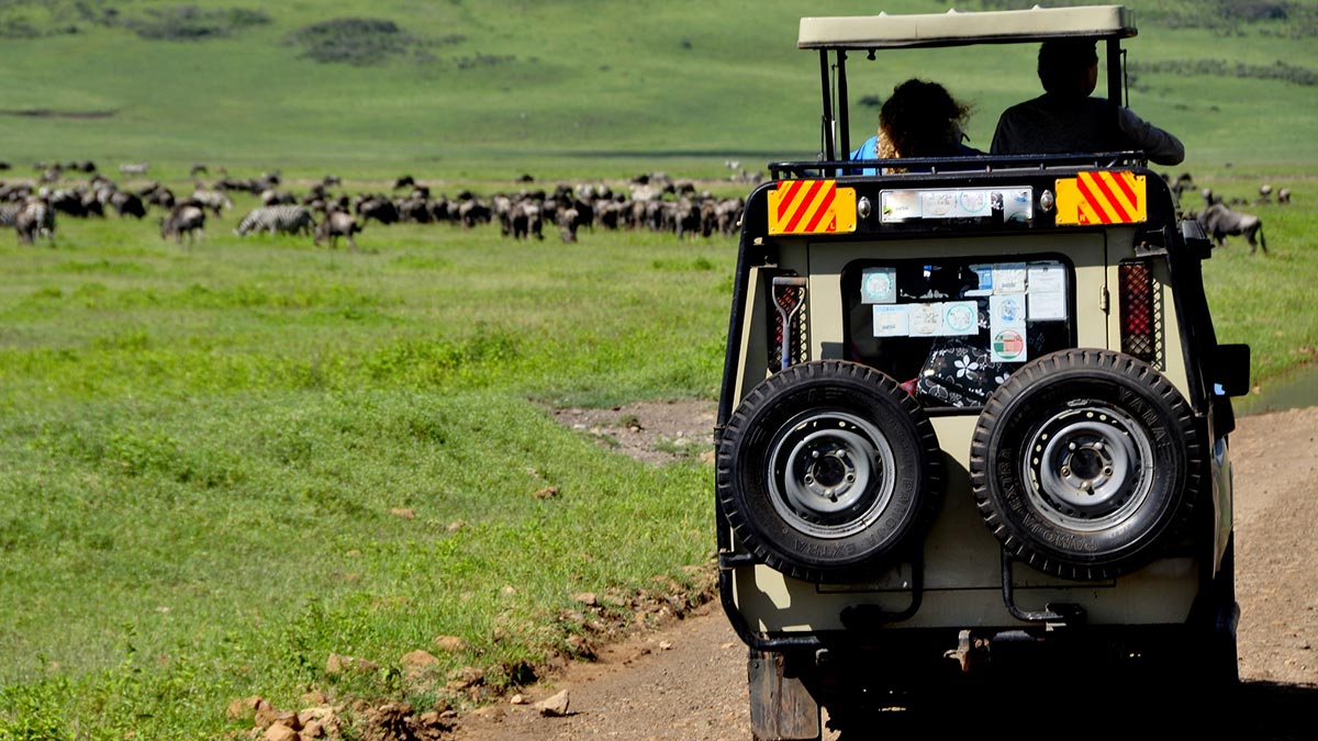 Why You Need A Uganda Safaris Tour Operator