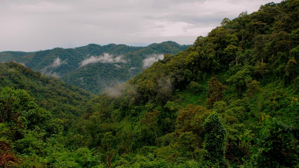 Bwindi Impenetrable National Park