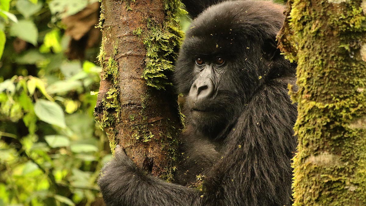 Mountain Gorilla Population up