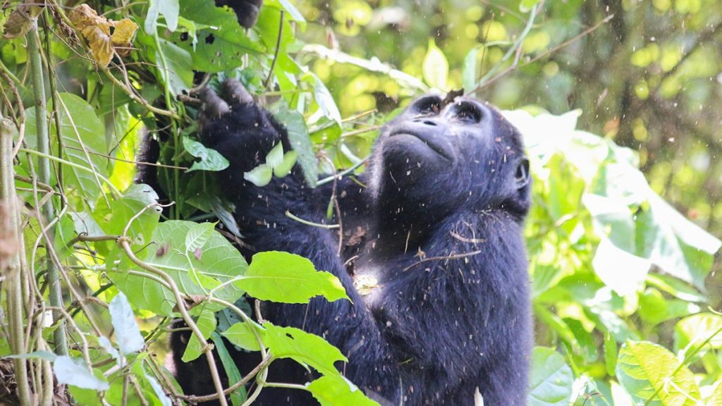 Gorilla Trekking Safari in Uganda