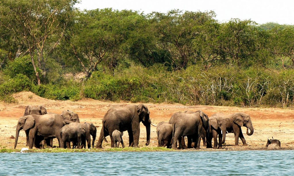 Queen Elizabeth National Park