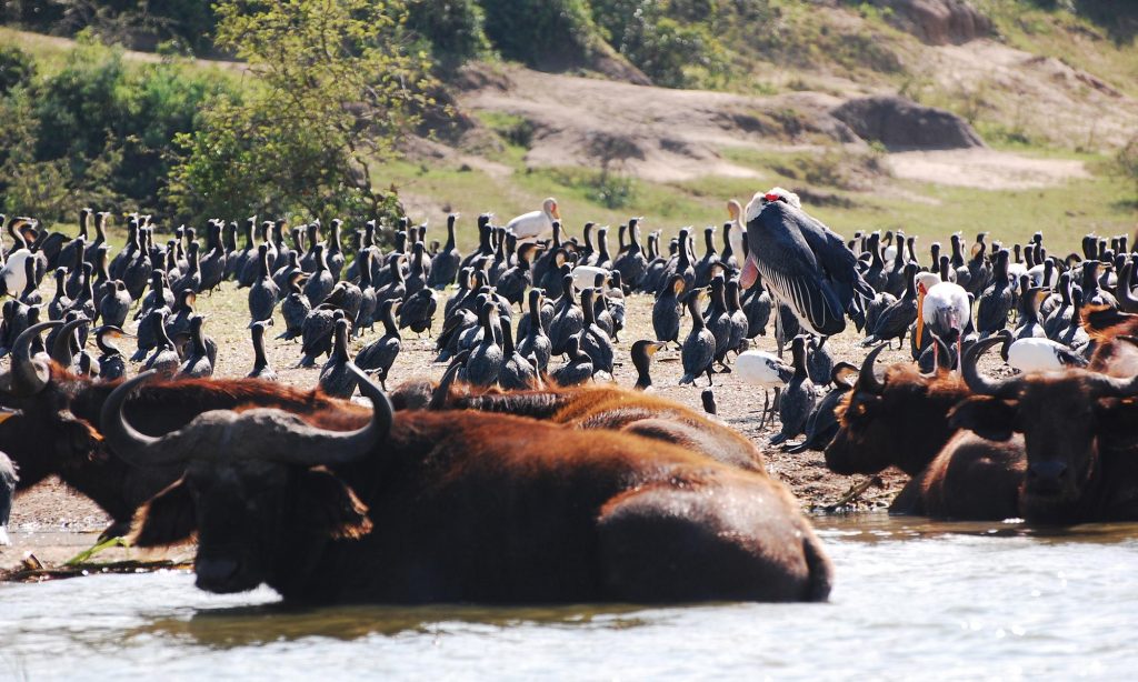 Explore Uganda Gorillas & Wildlife Safari