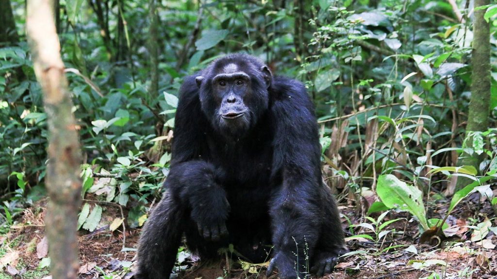 Kibale Forest National Park