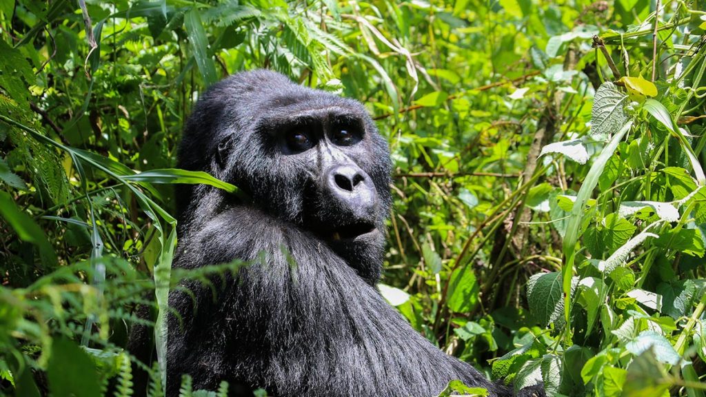 Uganda Mountain Gorillas & Wildlife Tour