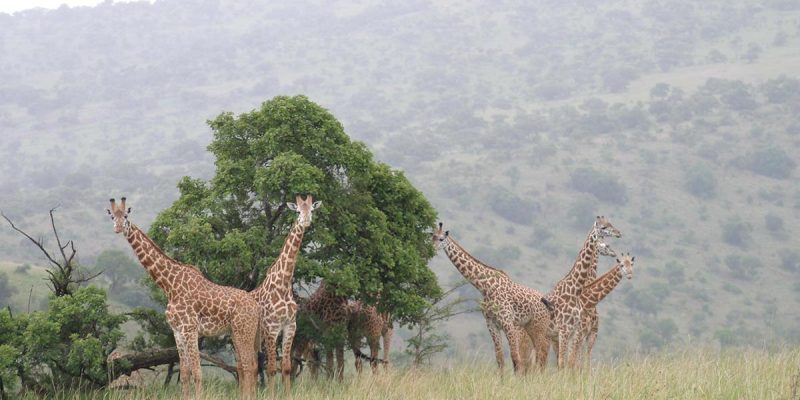 Akagera National Park