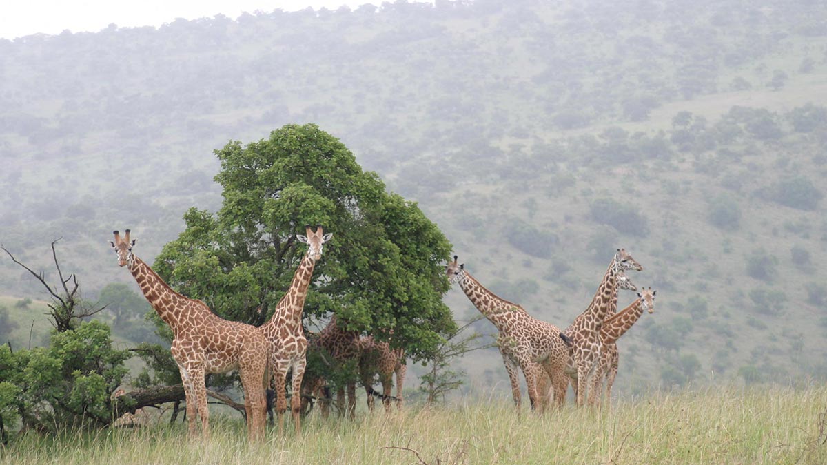 Akagera National Park