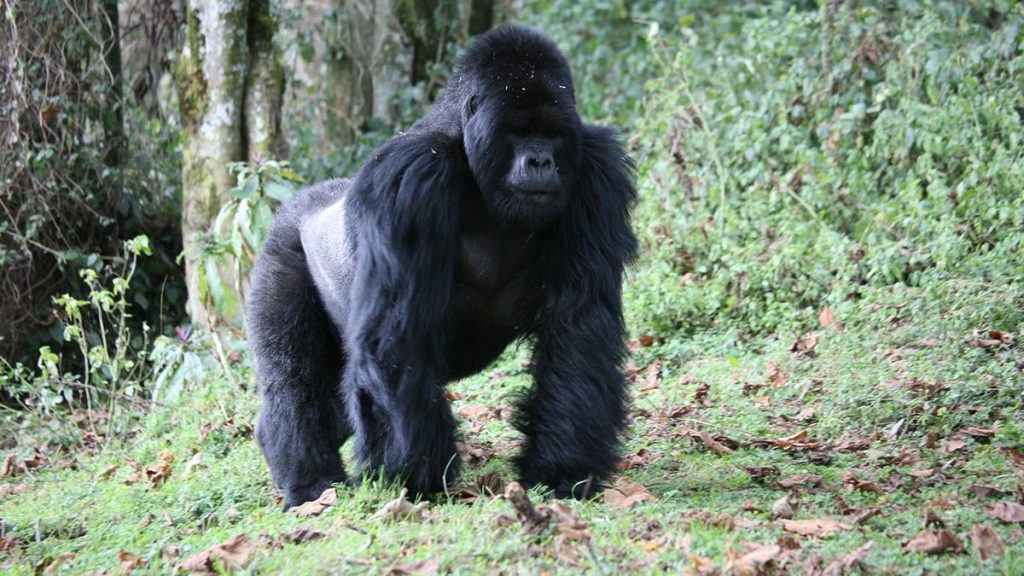 The best Mountain Gorilla Trekking