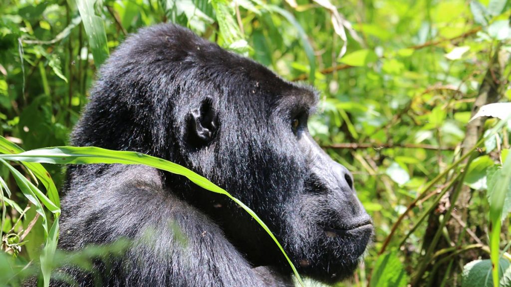 Gorilla Trekking Bwindi & Wildlife Safari