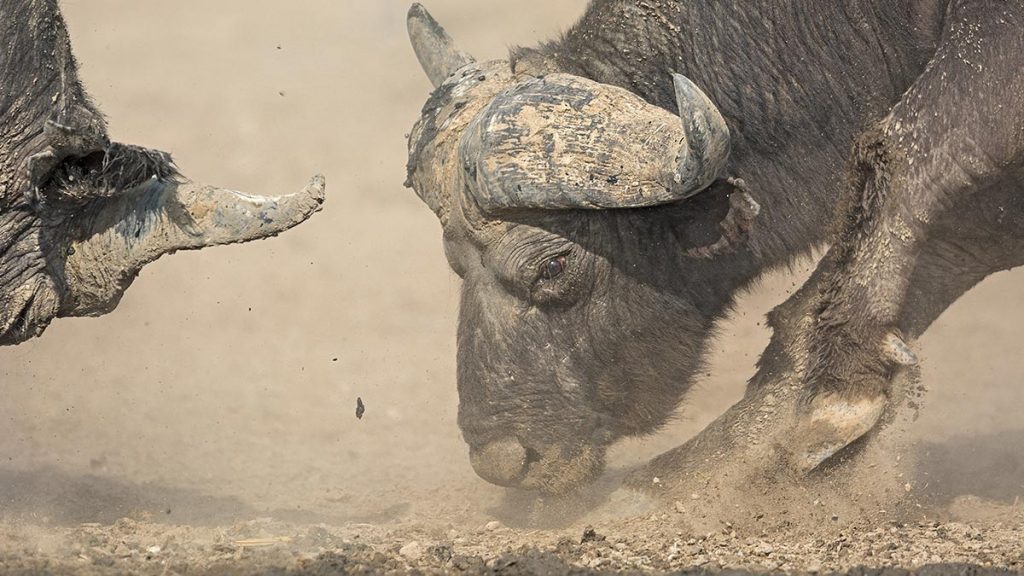 The African Buffalo