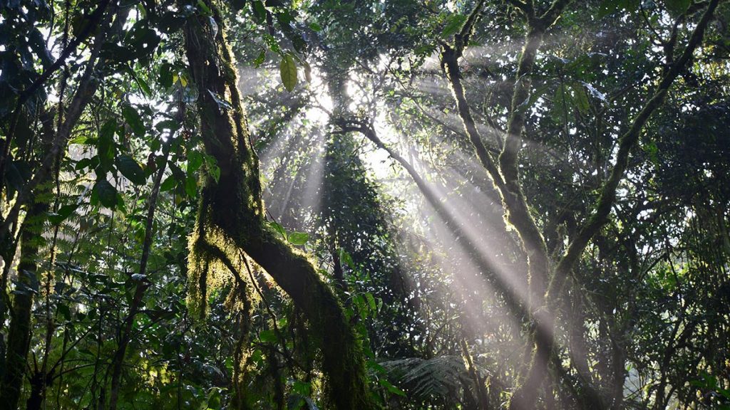 Bwindi Impenetrable Forest National Park